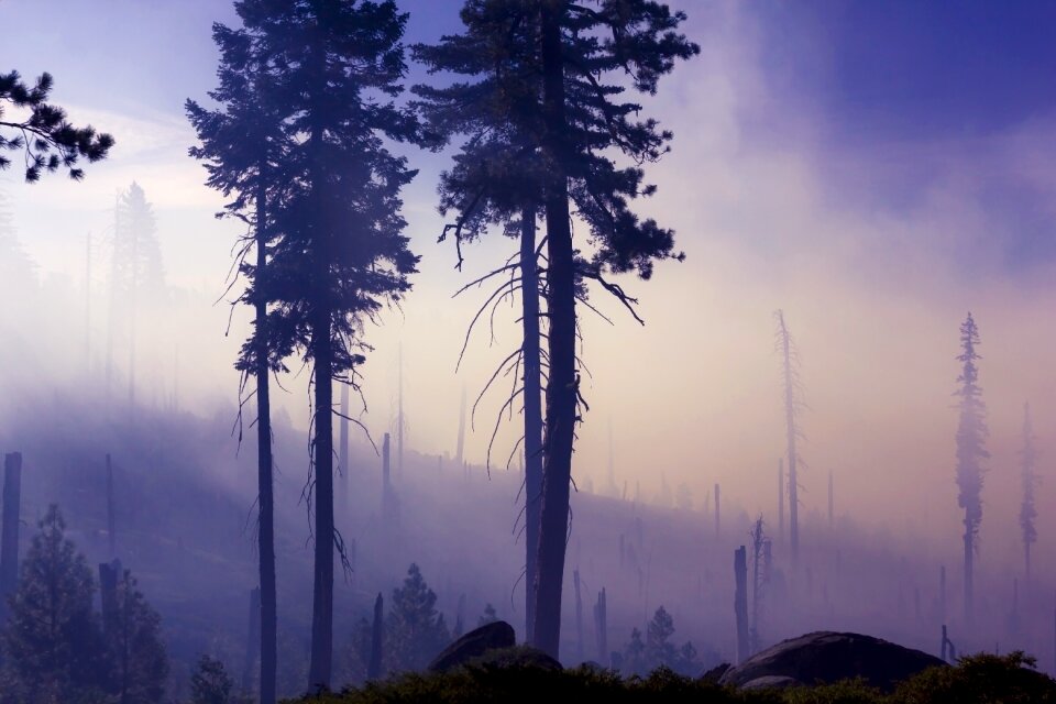 Mist nature silhouette