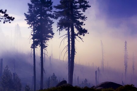 Mist nature silhouette photo