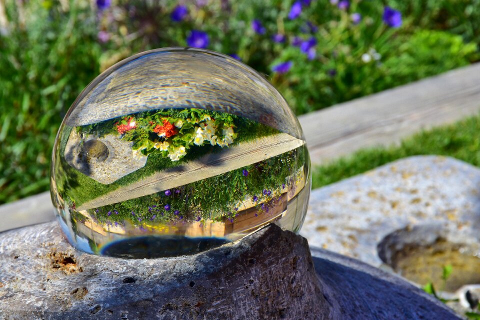 Colorful flowers garden grass