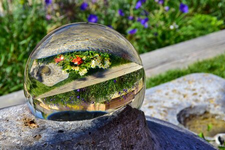 Colorful flowers garden grass
