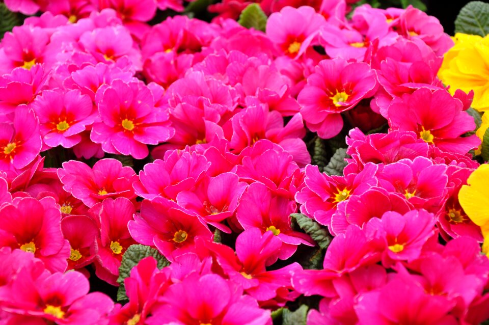 Spring spring flower red