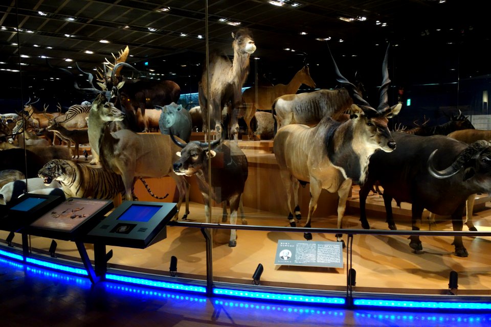 Mammal display - National Museum of Nature and Science, Tokyo - DSC07269