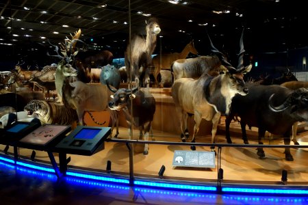 Mammal display - National Museum of Nature and Science, Tokyo - DSC07269
