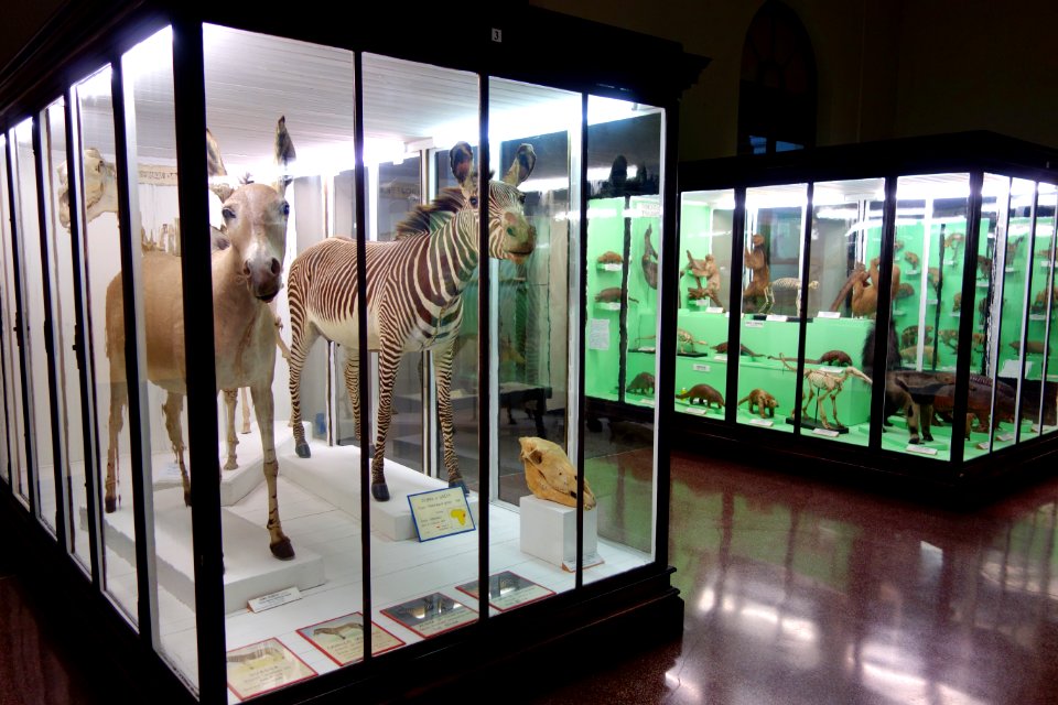 Mammal room - Museo Civico di Storia Naturale Giacomo Doria - Genoa, Italy - DSC02908