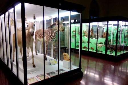 Mammal room - Museo Civico di Storia Naturale Giacomo Doria - Genoa, Italy - DSC02908