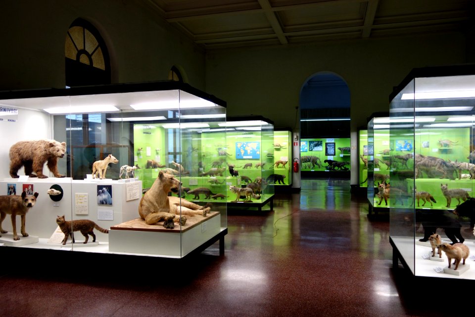Mammal room - Museo Civico di Storia Naturale Giacomo Doria - Genoa, Italy - DSC02572