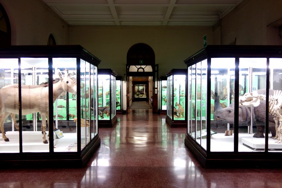 Mammal room - Museo Civico di Storia Naturale Giacomo Doria - Genoa, Italy - DSC02907