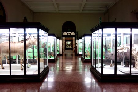 Mammal room - Museo Civico di Storia Naturale Giacomo Doria - Genoa, Italy - DSC02907