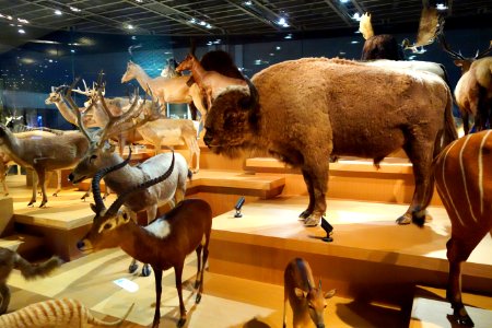 Mammal display - National Museum of Nature and Science, Tokyo - DSC07295
