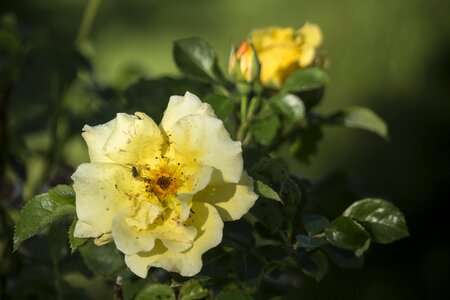 July roses flowers