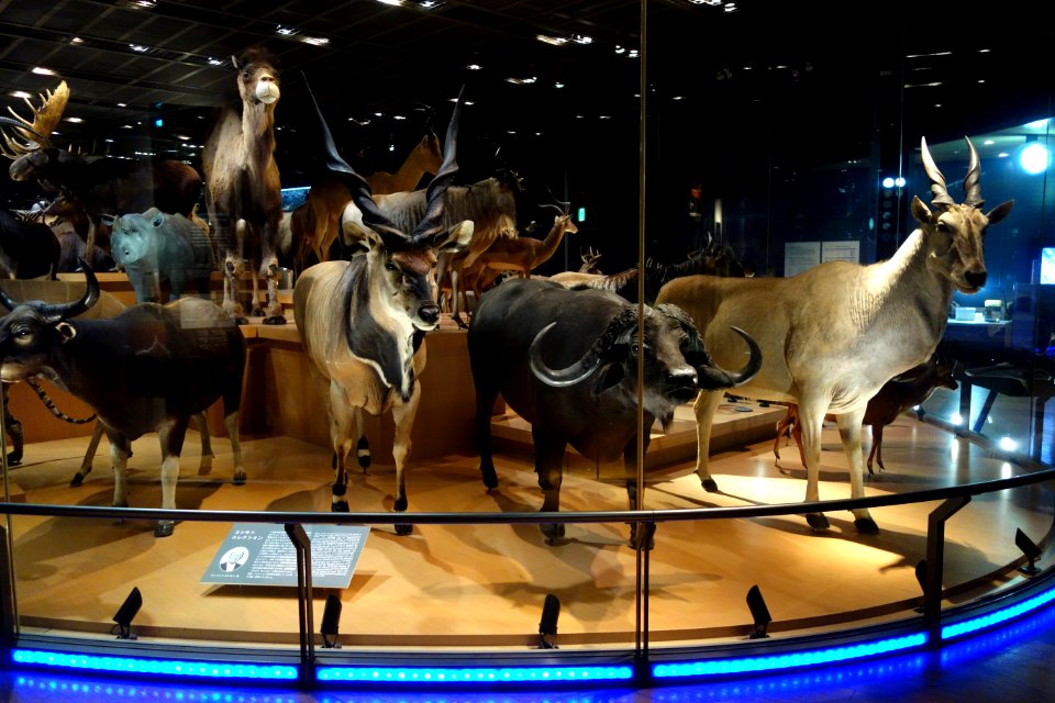 Mammal display - National Museum of Nature and Science, Tokyo - DSC07268