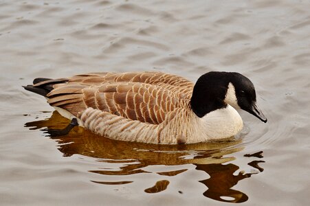 Bird geese bill photo