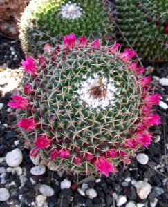 Mammillaria mystax