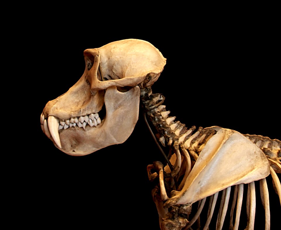 Mandrillus sphinx MNHN