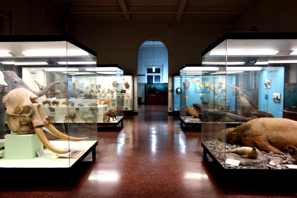 Mammal room - Museo Civico di Storia Naturale Giacomo Doria - Genoa, Italy - DSC02887