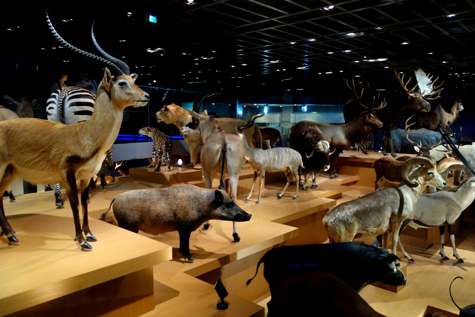 Mammal display - National Museum of Nature and Science, Tokyo - DSC07274