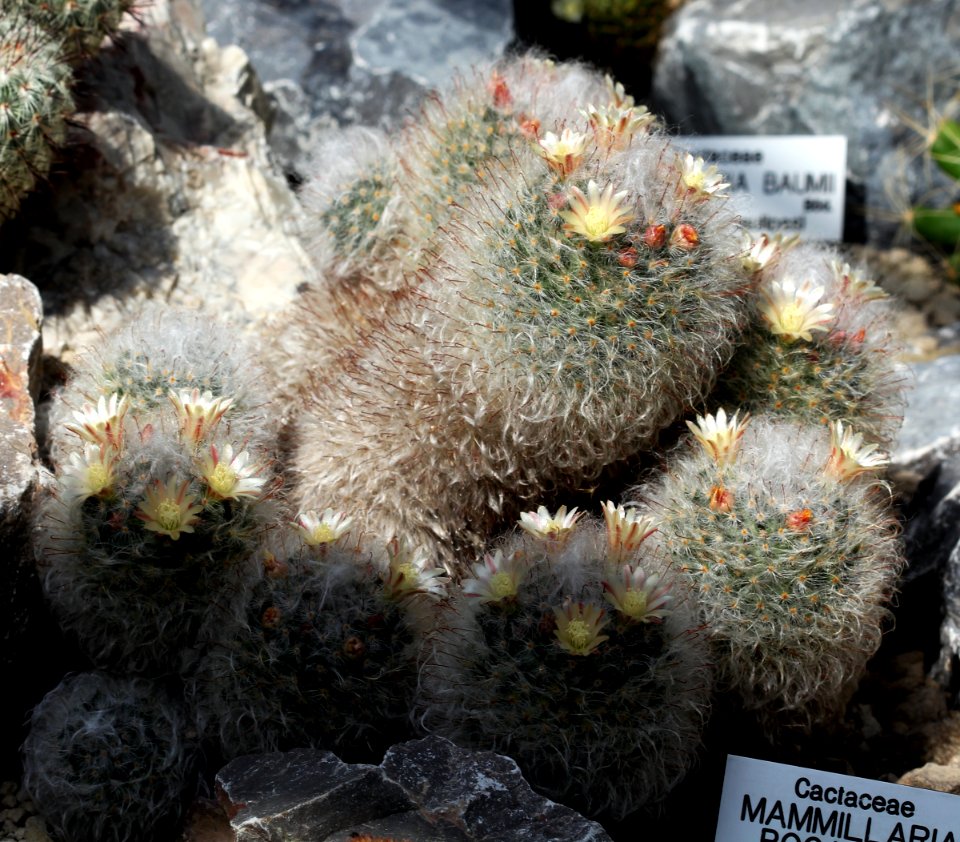 Mammillaria bocasana Prague 2012 2
