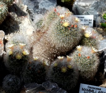 Mammillaria bocasana Prague 2012 2
