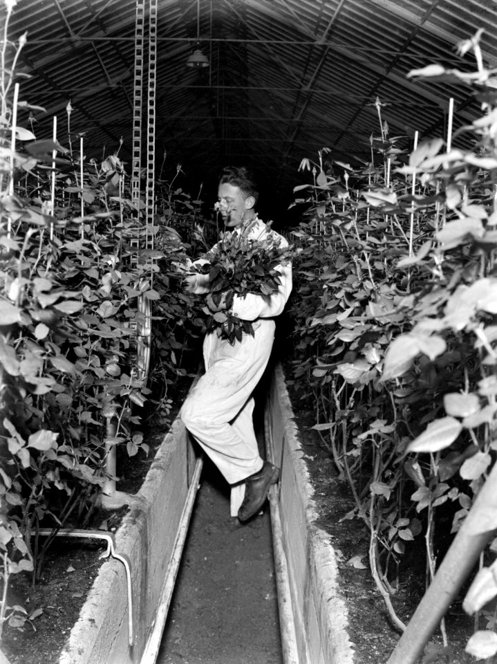 Man bezig met het afknippen van rozen in een broeikas, Bestanddeelnr 189-1057