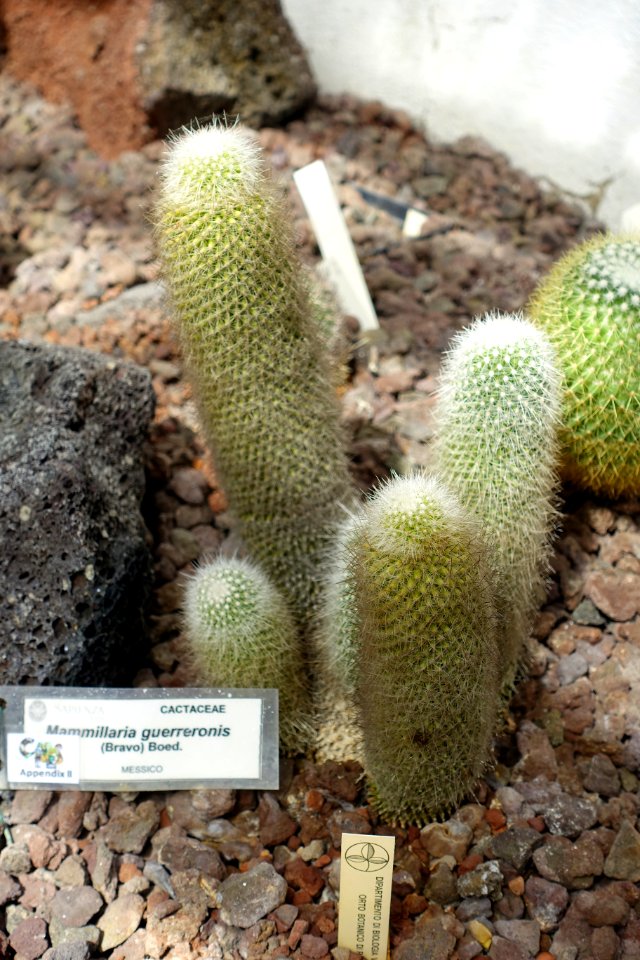 Mammillaria guerreronis - Orto botanico - Rome, Italy - DSC00040