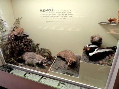 Mammals - Pacific Grove Museum of Natural History - DSC06636
