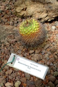 Mammillaria geminispina subsp. leucocentra (Mammillaria leucocentra) - Orto botanico - Rome, Italy - DSC00036
