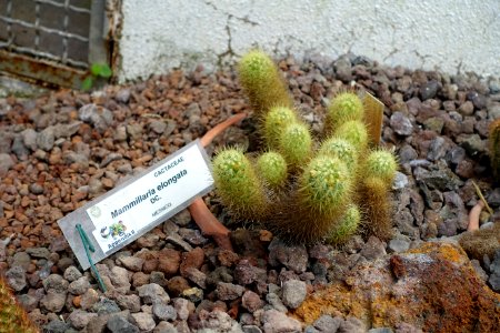 Mammillaria elongata - Orto botanico - Rome, Italy - DSC00050