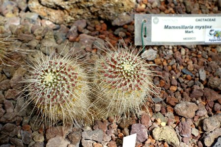 Mammillaria mystax - Orto botanico - Rome, Italy - DSC00035