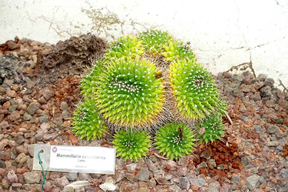 Mammillaria magnimamma (Mammillaria centricirrha) - Orto botanico - Rome, Italy - DSC00051