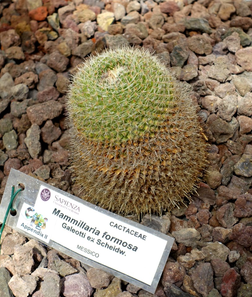 Mammillaria formosa - Orto botanico - Rome, Italy - DSC00039