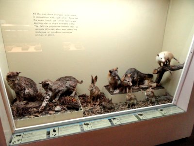 Mammals - Pacific Grove Museum of Natural History - DSC06635