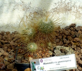 Mammillaria geminispina - Orto botanico - Rome, Italy - DSC00038