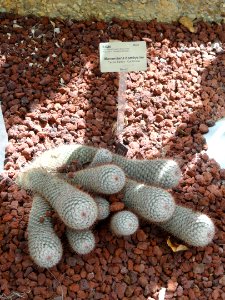 Mammillaria bombycina - United States Botanic Garden - DSC09490