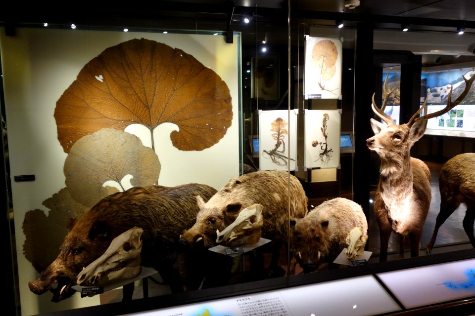 Mammals and plants - National Museum of Nature and Science, Tokyo - DSC07052