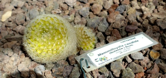 Mammilloydia candida - Orto botanico - Rome, Italy - DSC00034