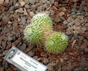 Mammillaria voburnensis (Mammillaria praelii) - Orto botanico - Rome, Italy - DSC00037