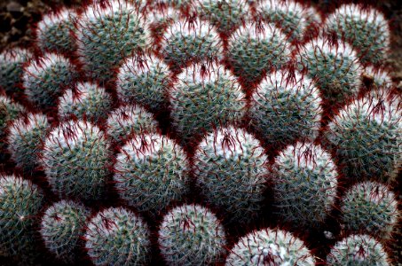 Mammilaria bombycina subs. perezdelarosae