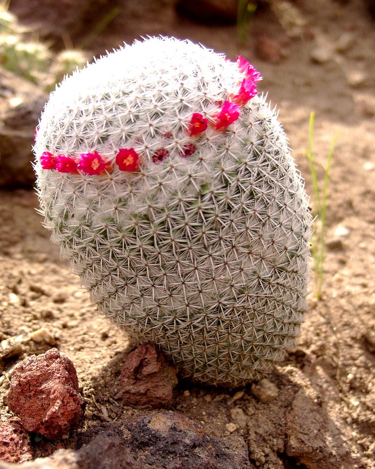 Mammillaria albilanata flowering huntington gardens