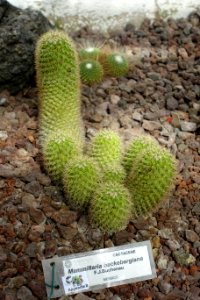 Mammillaria backebergiana - Orto botanico - Rome, Italy - DSC00043