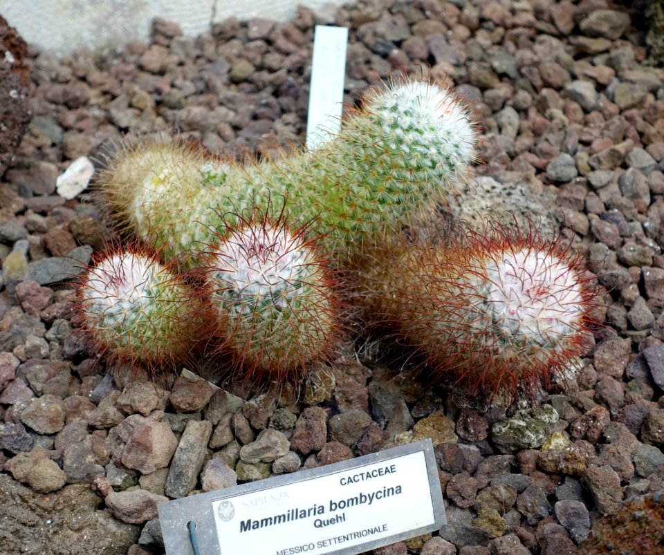 Mammillaria bombycina - Orto botanico - Rome, Italy - DSC00045