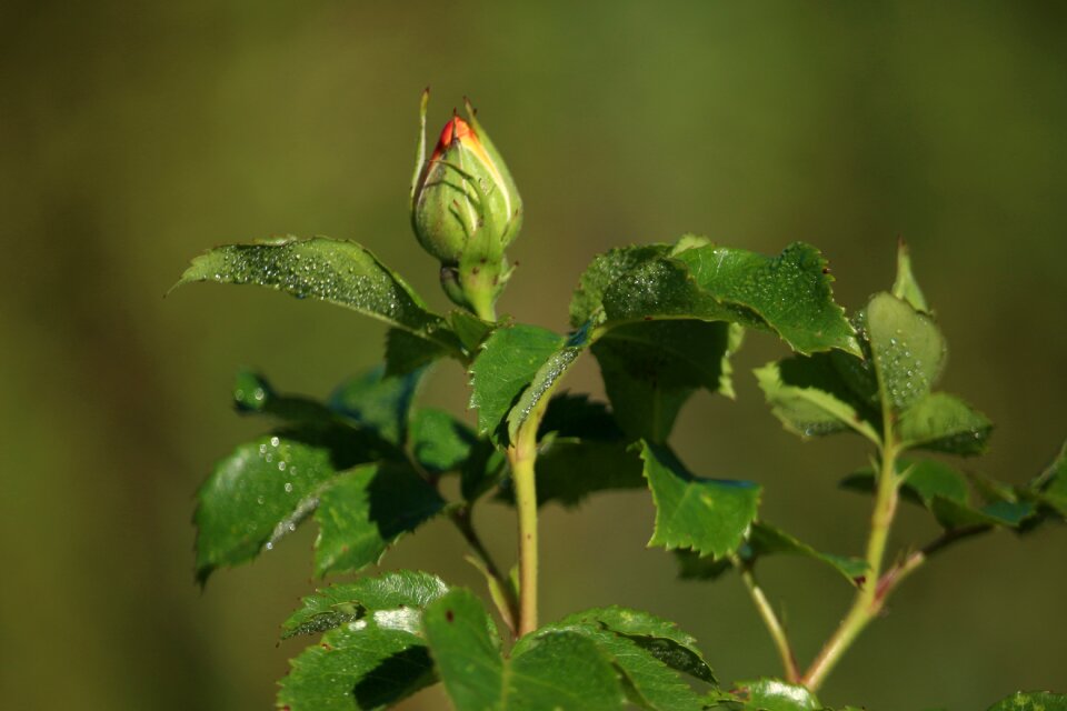 Beauty the delicacy july