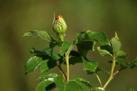 Beauty the delicacy july