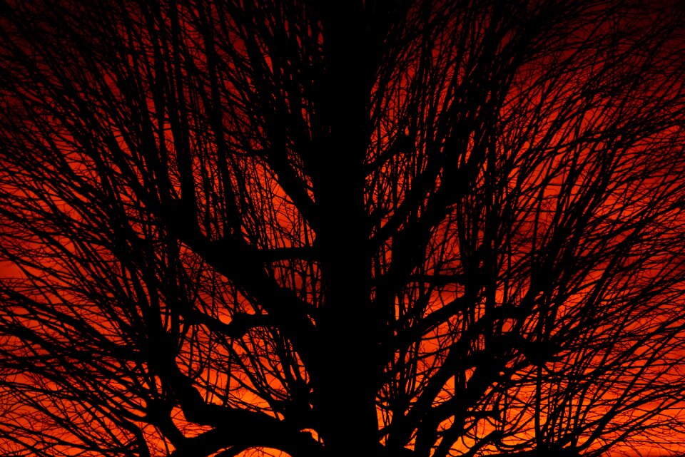 Tree branches tribe