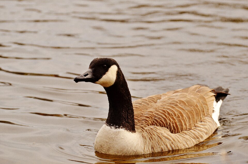 Bird geese bill