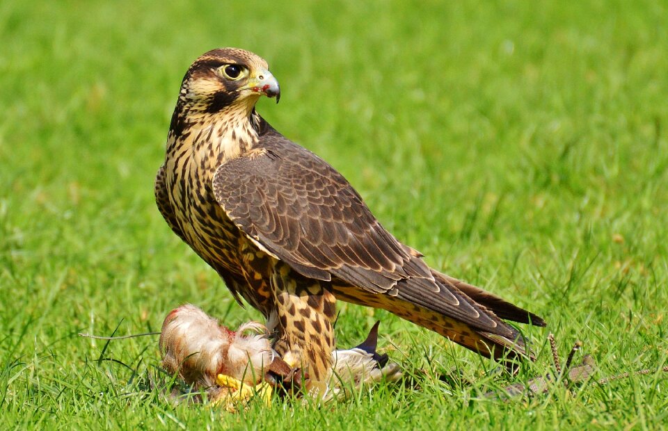 Access raptor wild animal