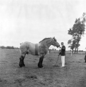Man brengt een paard voor, Bestanddeelnr 900-8499