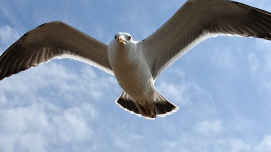 Sea gull seagull seabird photo