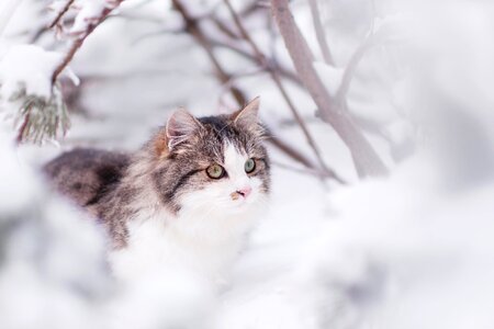 Animal head cat face