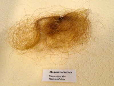 Mammoth hair - Fossils in the Arppeanum - DSC05534