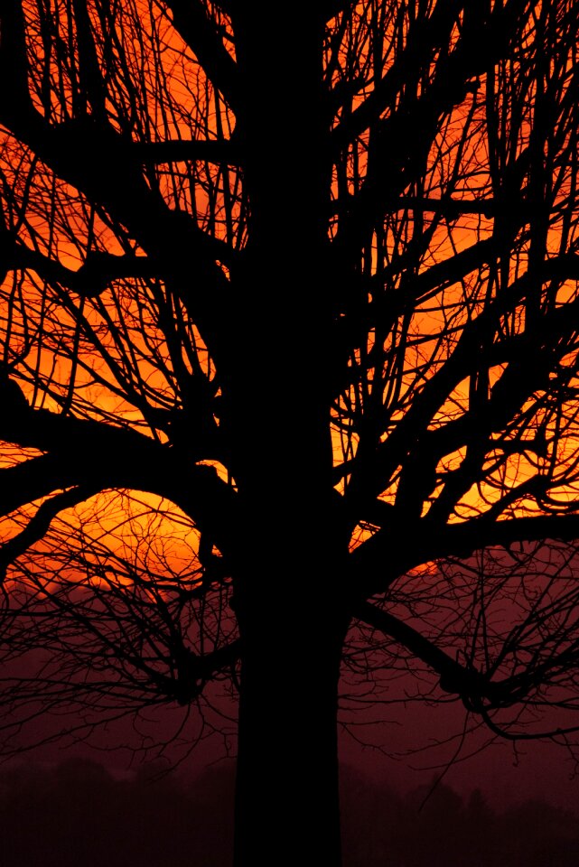 Sunset tree aesthetic